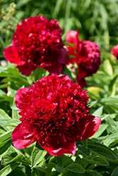 Red Charm Peony (Paeonia 'Red Charm') at Make It Green Garden Centre