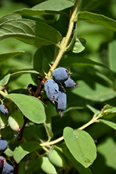 Yezberry® Solo Japanese Haskap (Lonicera caerulea 'Kapu') at Make It Green Garden Centre