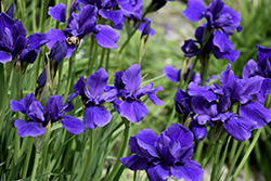 Caesar's Brother Siberian Iris (Iris sibirica 'Caesar's Brother') at Lurvey Garden Center