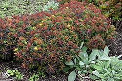 Bonfire Cushion Spurge (Euphorbia polychroma 'Bonfire') at Make It Green Garden Centre