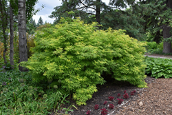 Sutherland Gold Elder (Sambucus racemosa 'Sutherland Gold') at Lurvey Garden Center