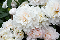 Solange Peony (Paeonia 'Solange') at Make It Green Garden Centre