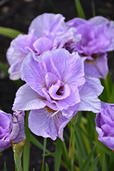 Pink Parfait Siberian Iris (Iris sibirica 'Pink Parfait') at Make It Green Garden Centre