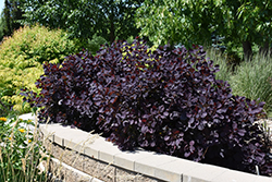 Royal Purple Smokebush (Cotinus coggygria 'Royal Purple') at Make It Green Garden Centre