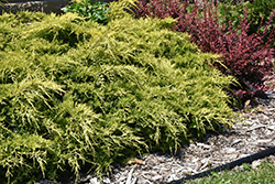 Gold Lace Juniper (Juniperus x media 'Gold Lace') at Make It Green Garden Centre