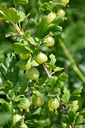 Captivator Gooseberry (Ribes uva-crispa 'Captivator') at Make It Green Garden Centre