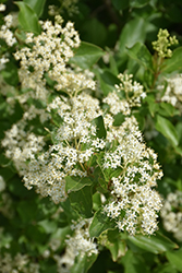 Gray Dogwood (Cornus racemosa) at Lurvey Garden Center