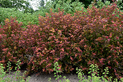 Amber Jubilee Ninebark (Physocarpus opulifolius 'Jefam') at Make It Green Garden Centre