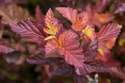 Center Glow Ninebark (Physocarpus opulifolius 'Center Glow') at Make It Green Garden Centre