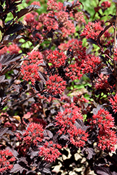 Center Glow Ninebark (Physocarpus opulifolius 'Center Glow') at Lurvey Garden Center