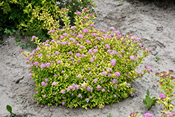 Sundrop Spirea (Spiraea 'Bailcarol') at Make It Green Garden Centre