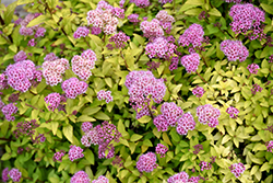 Sundrop Spirea (Spiraea 'Bailcarol') at Make It Green Garden Centre