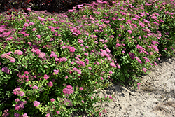 Froebelii Spirea (Spiraea x bumalda 'Froebelii') at Make It Green Garden Centre