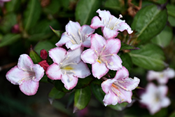 Carnaval Weigela (Weigela 'Courtalor') at Make It Green Garden Centre