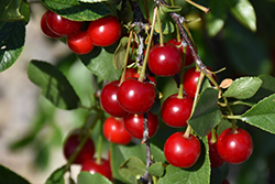 Carmine Jewel Cherry (tree form) (Prunus 'Carmine Jewel (tree form)') at Make It Green Garden Centre