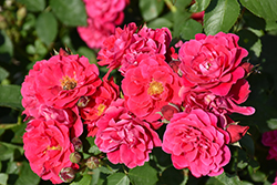 Frontenac Rose (Rosa 'Frontenac') at Make It Green Garden Centre