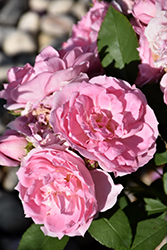 Prairie Joy Rose (Rosa 'Prairie Joy') at Make It Green Garden Centre