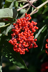 Red-Berried Elder (Sambucus racemosa) at Make It Green Garden Centre