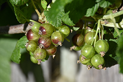 Captivator Gooseberry (Ribes uva-crispa 'Captivator') at Make It Green Garden Centre