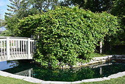 Riverbank Grape (Vitis riparia) at Make It Green Garden Centre