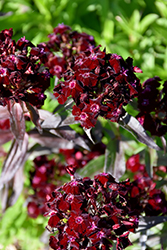 Sooty Sweet William (Dianthus barbatus 'Sooty') at Make It Green Garden Centre