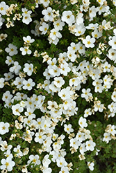 Abbotswood Potentilla (Potentilla fruticosa 'Abbotswood') at Lurvey Garden Center