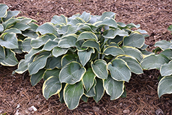 Regal Splendor Hosta (Hosta 'Regal Splendor') at Make It Green Garden Centre