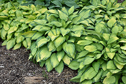 Paul's Glory Hosta (Hosta 'Paul's Glory') at Lurvey Garden Center