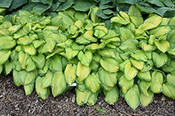 Stained Glass Hosta (Hosta 'Stained Glass') at Make It Green Garden Centre