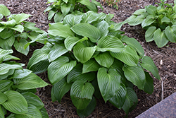 Plantain Lily (Hosta plantaginea) at Make It Green Garden Centre