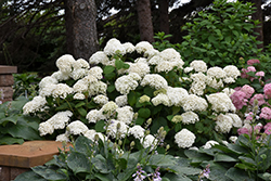 Annabelle Hydrangea (Hydrangea arborescens 'Annabelle') at Lurvey Garden Center