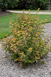 Amber Jubilee Ninebark (Physocarpus opulifolius 'Jefam') at Make It Green Garden Centre