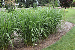 Malepartus Maiden Grass (Miscanthus sinensis 'Malepartus') at Make It Green Garden Centre
