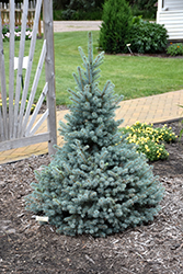 Sester Dwarf Blue Spruce (Picea pungens 'Sester Dwarf') at Make It Green Garden Centre