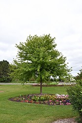 Sienna Glen Maple (Acer x freemanii 'Sienna') at Make It Green Garden Centre