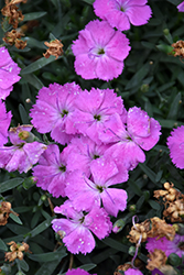 Paint The Town Fuchsia Pinks (Dianthus 'Paint The Town Fuchsia') at Make It Green Garden Centre