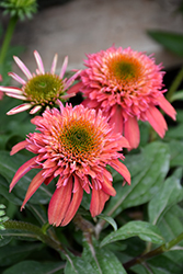 Double Scoop Cranberry Coneflower (Echinacea 'Balscanery') at Make It Green Garden Centre