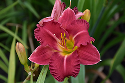 Earlybird Cardinal Daylily (Hemerocallis 'Endless Heart') at Make It Green Garden Centre