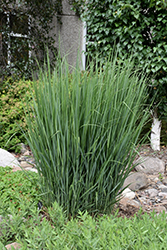 Northwind Switch Grass (Panicum virgatum 'Northwind') at Make It Green Garden Centre