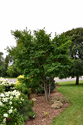 Korean Maple (Acer pseudosieboldianum) at Make It Green Garden Centre