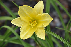 Happy Ever Appster Big Time Happy Daylily (Hemerocallis 'Big Time Happy') at Make It Green Garden Centre