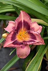 Happy Ever Appster Just Plum Happy Daylily (Hemerocallis 'Just Plum Happy') at Make It Green Garden Centre