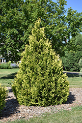 Yellow Ribbon Arborvitae (Thuja occidentalis 'Yellow Ribbon') at Make It Green Garden Centre