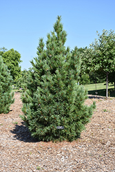 Chalet Swiss Stone Pine (Pinus cembra 'Chalet') at Make It Green Garden Centre