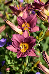 Purple de Oro Daylily (Hemerocallis 'Purple de Oro') at Lurvey Garden Center