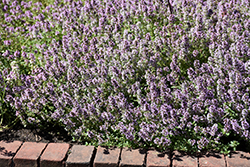 Common Thyme (Thymus vulgaris) at Make It Green Garden Centre