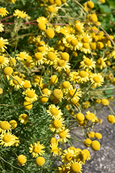 Kelwayi Marguerite Daisy (Anthemis tinctoria 'Kelwayi') at Make It Green Garden Centre