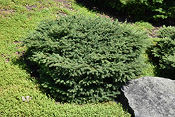 Birds Nest Spruce (Picea abies 'Nidiformis') at Make It Green Garden Centre