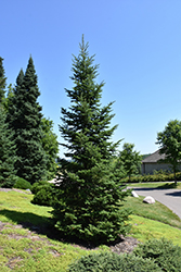 Balsam Fir (Abies balsamea) at Lurvey Garden Center