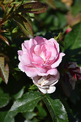Pinktopia Rose (Rosa 'Balmas') at Make It Green Garden Centre